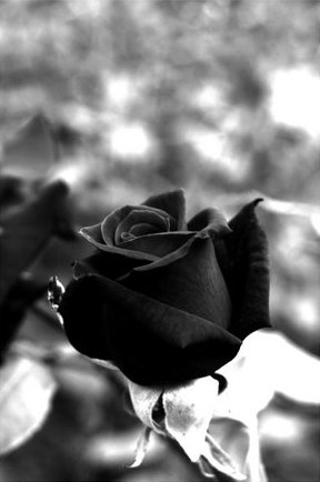 معانــــــي ألــــــــوان الــــــــــــــــورود Black_rose_by_dbdaman