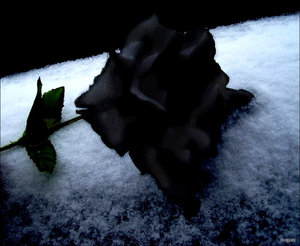 black_rose_immortal_